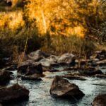 River flowing through the woods